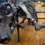 news-hq-lystrosaurus