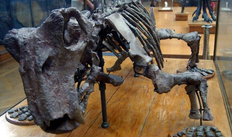 news-hq-lystrosaurus