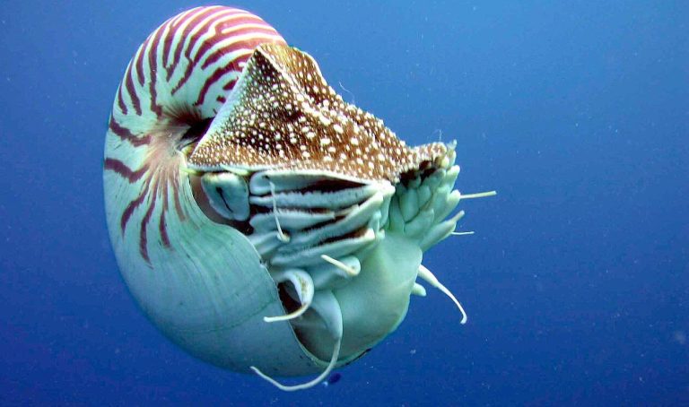 news-hq-nautilus