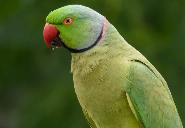 news-hq-parakeet