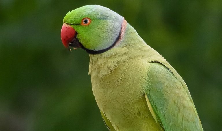 news-hq-parakeet